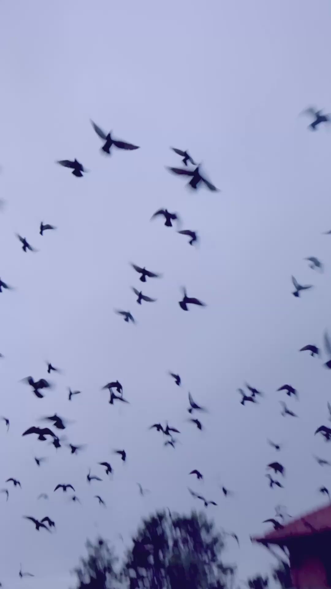 Regalé Gold Wine Velvet Bridal Saree With Embroidered Blouse